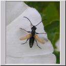 Pseudovadonia livida - Bockkaefer 04.jpg